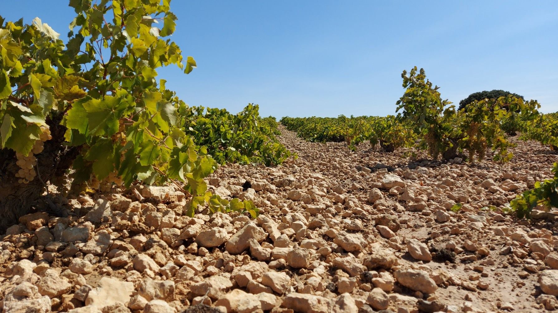 BODEGAS GARCÍA DE LARA